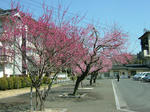 DSCF3775.jpg