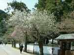 DSCF3787.jpg