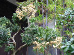 DSCF3805.jpg