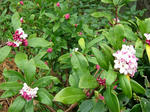 DSCF3806.jpg