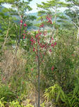 DSCF3821.jpg