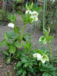DSCF3881.jpg