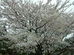 DSCF3903.jpg