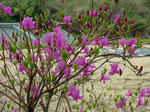 DSCF3905.jpg