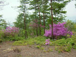DSCF3975.jpg