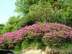 DSCF4007.jpg
