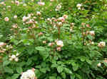 DSCF4029.jpg