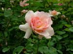 DSCF4030.jpg