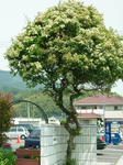 DSCF4045.jpg