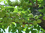 DSCF4108.jpg