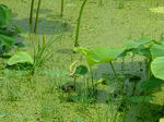 DSCF4119.jpg