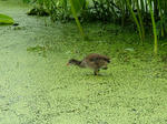 DSCF4130.jpg