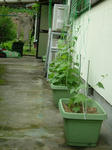 DSCF4133.jpg