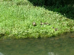 DSCF4134.jpg