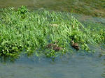 DSCF4138.jpg