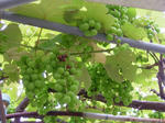 DSCF4139.jpg