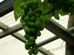 DSCF4141.jpg