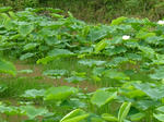 DSCF4148.jpg
