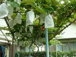 DSCF4149.jpg