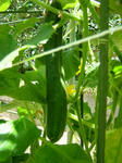 DSCF4159.jpg