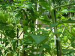 DSCF4162.jpg