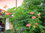 DSCF4167.jpg