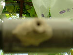 DSCF4168.jpg