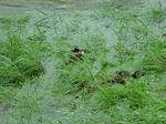DSCF4174.jpg