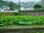 DSCF4178.jpg