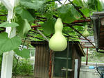 DSCF4204.jpg