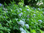 DSCF4222.jpg