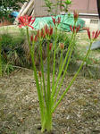 DSCF4318.jpg