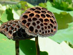 DSCF4330.jpg