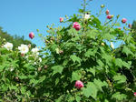 DSCF4335.jpg