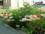 DSCF4358.jpg