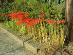 DSCF4360.jpg