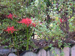 DSCF4362.jpg