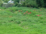 DSCF4373.jpg