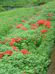 DSCF4376.jpg
