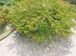 DSCF4386.jpg