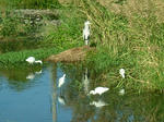 DSCF4391.jpg