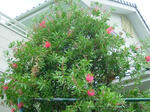 DSCF4405.jpg