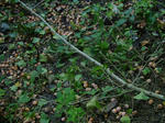 DSCF4411.jpg
