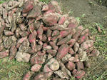DSCF4426.jpg