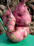 DSCF4427.jpg