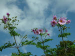 DSCF4489.jpg