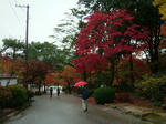 DSCF4505.jpg
