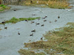 DSCF4506.jpg