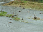 DSCF4508.jpg