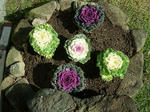 DSCF4514.jpg